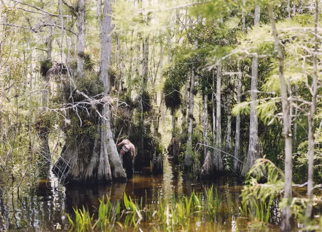 Islandia Journal: Skunk Ape