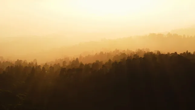 Redwood Forests