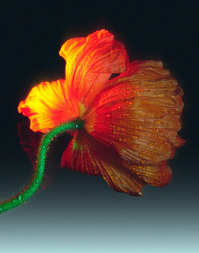 Latest Commercial Still Life Works.