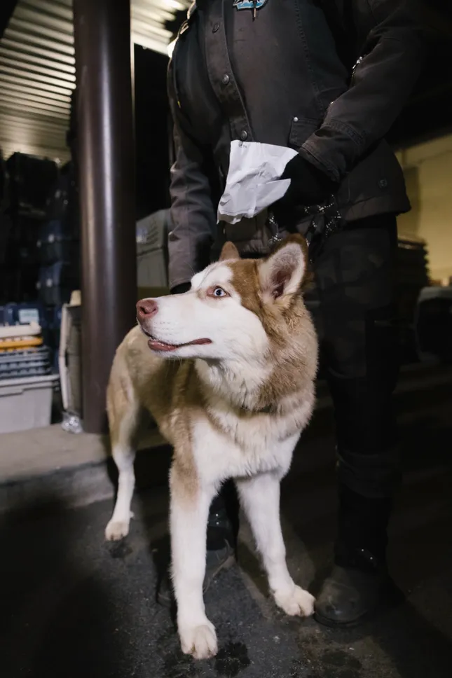 American Humane Society - Wildfire Rescue