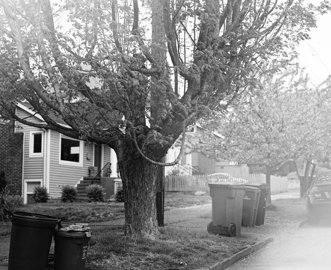Trees V1