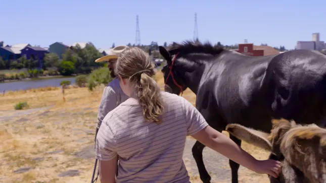Agricultural & Food Festival - Transhumance