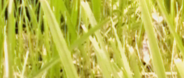 Honoring The Heatwave - a performance art piece by Mattues Huvaere