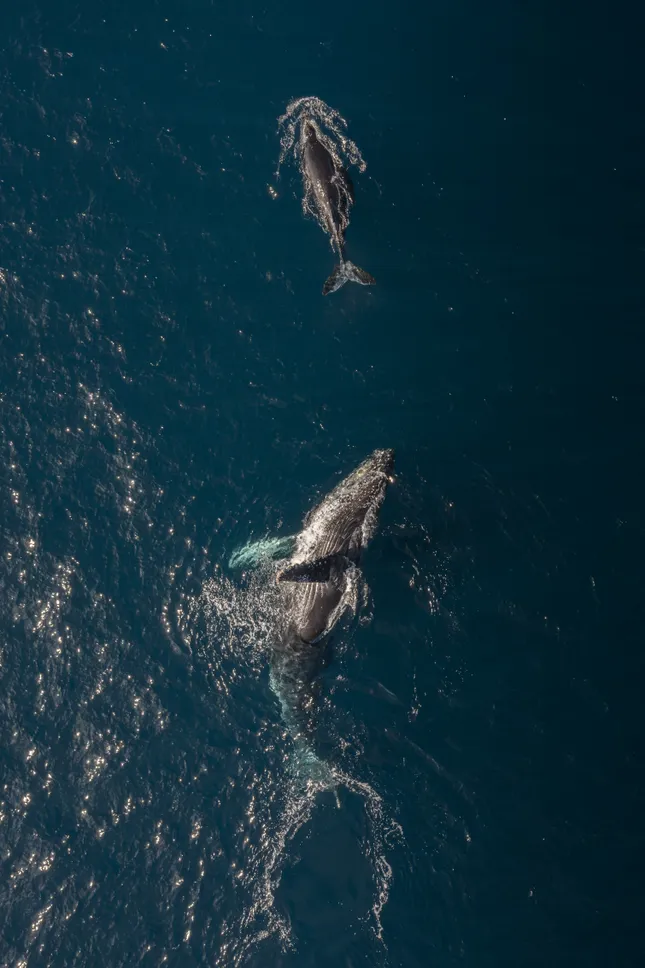Whales