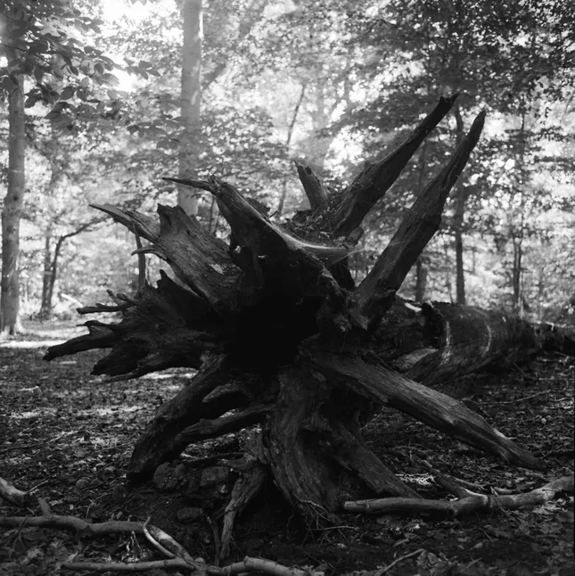 Land and Stills 1