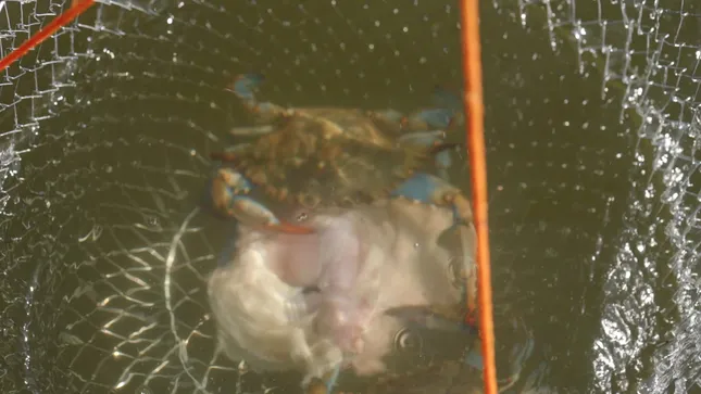 Casual Crabbing with Tia