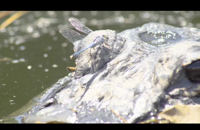 50 Years Wise Documentary