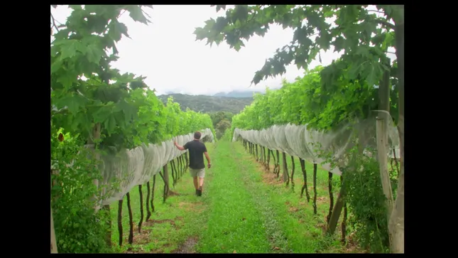 CATA TERROIR - WINE PRODUCTION (2025)