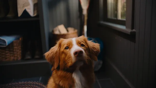 L.L. Bean - Man and His Dog