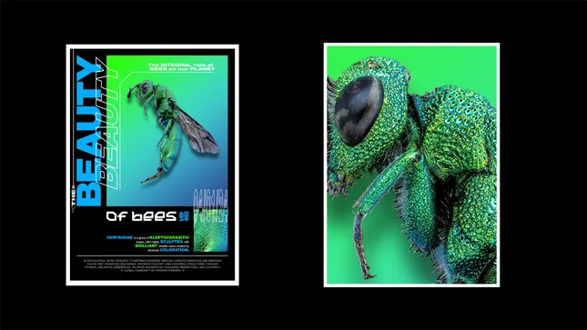 Project image