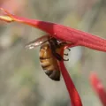 EK  Avatar
