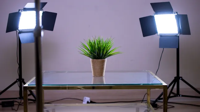 Just a plant
