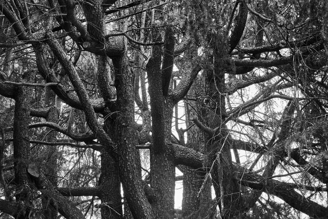 Into to woods