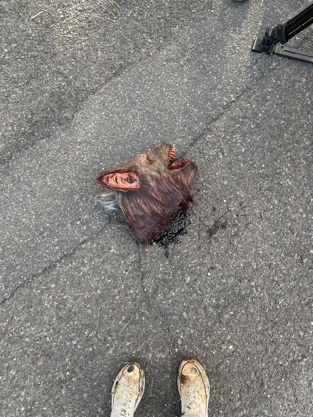Decapitated Wolf Head and Severed Arm for “Blind Date”
