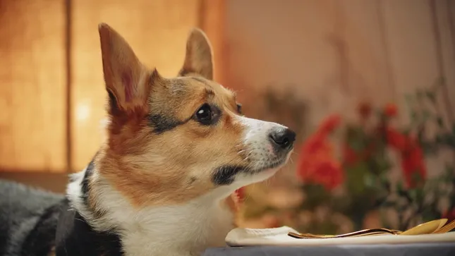 Corgi Date