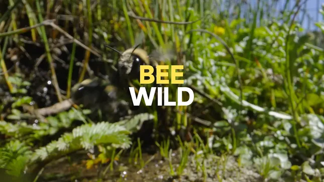 Bee: Wild (Coming Soon)