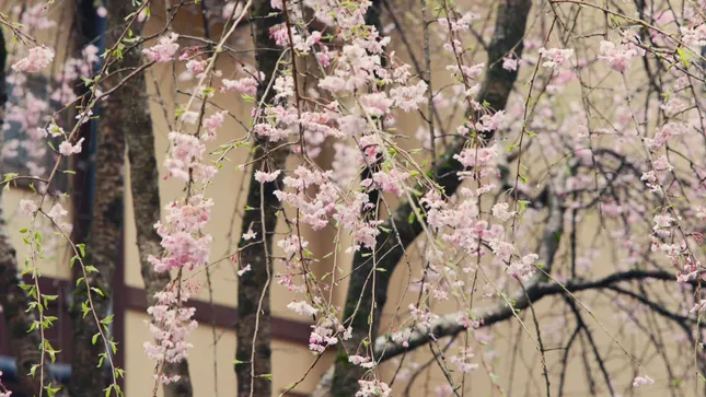 Kurokawa Short