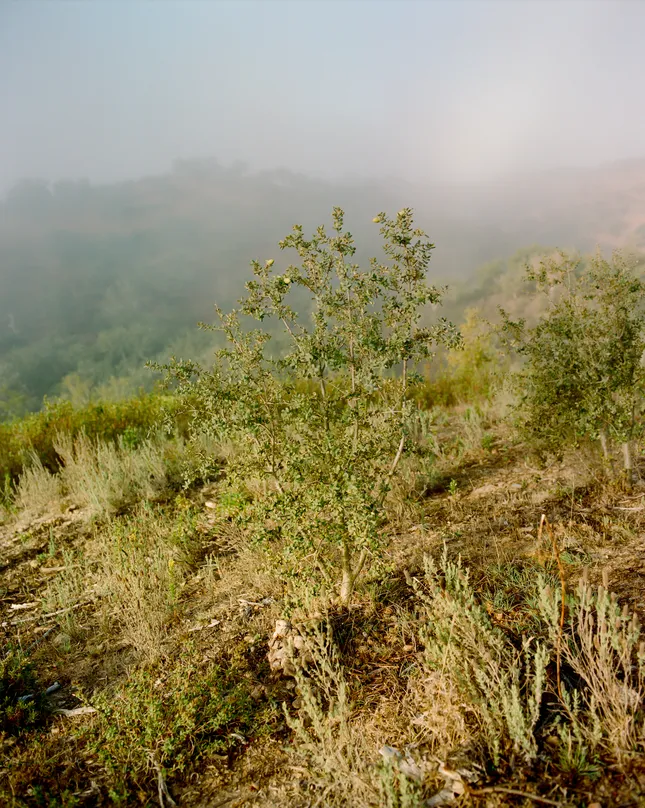 Project image