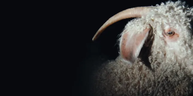 “Must Be Luck” - Tullis