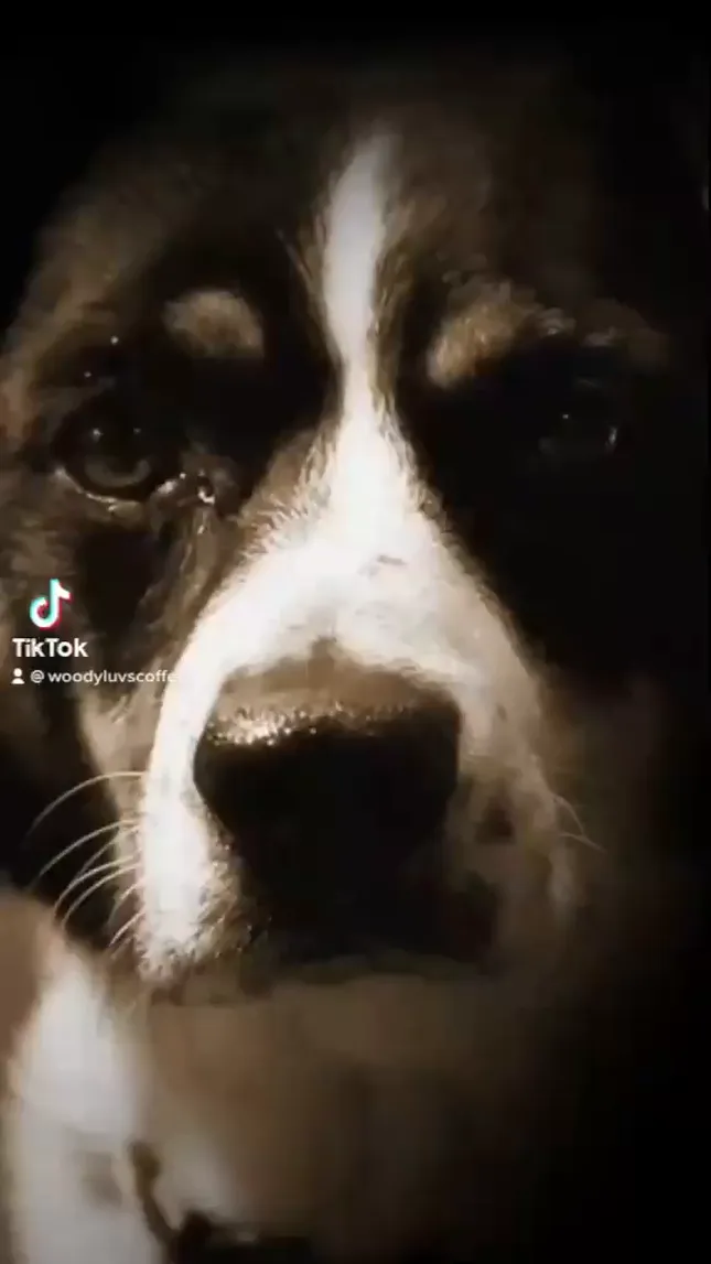 Talking Dog PSA
