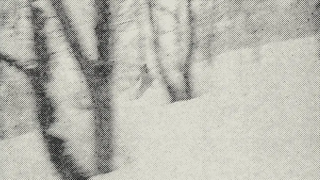 Nisei motion graphic