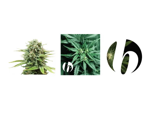 Bliss Co. Brand Identity Development