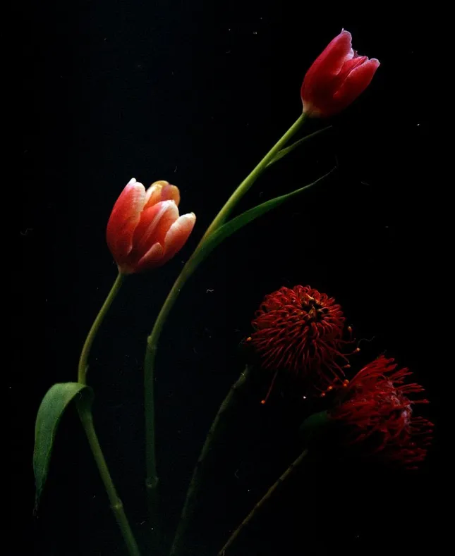 Petal Mirrors