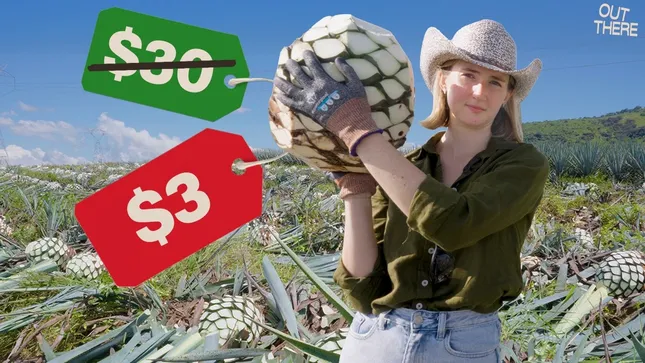 The agave bubble just burst. I went to Tequila, Mexico to find out why