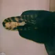 PV  Avatar