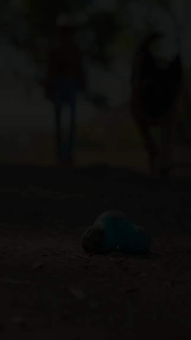 Dog Rescue and rehab rehabilitation/training center