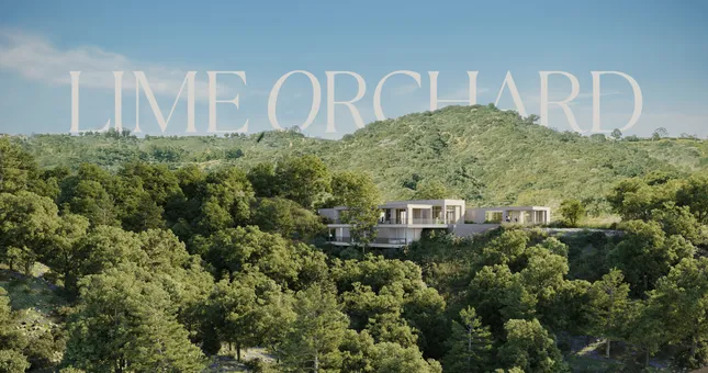 Lime Orchard