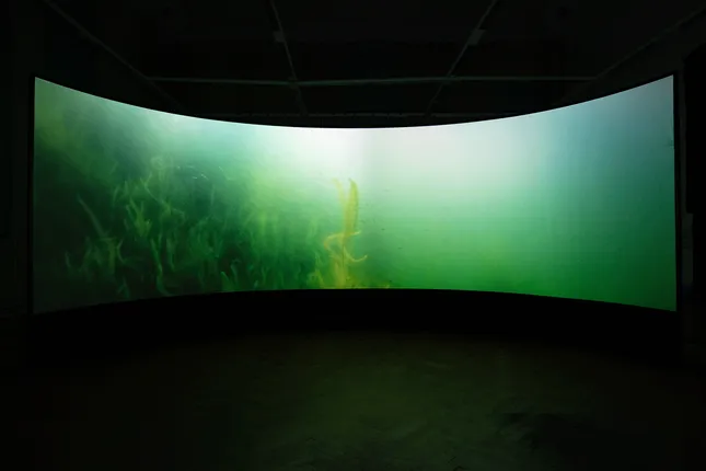Video Artwork and Installation - 'Networked Beings Parameters and Parallels'