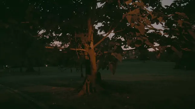 Baltimore’s Afram, 2025.