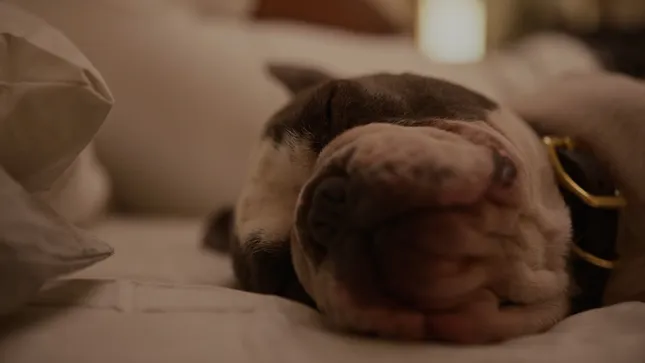 Jinx “Bed”
