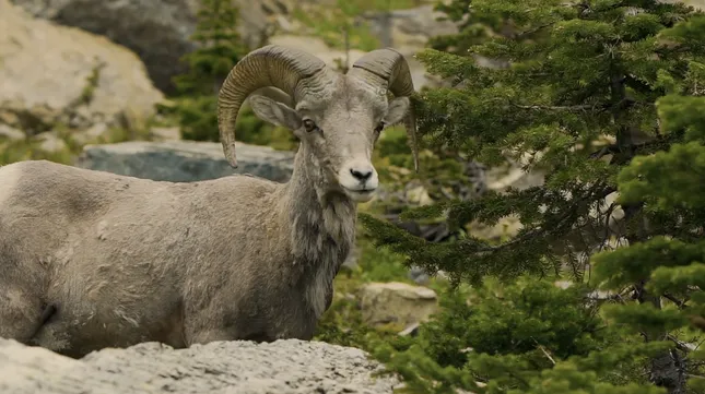 Montana: Native Lands