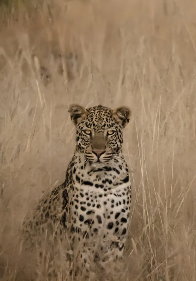 Wildlife