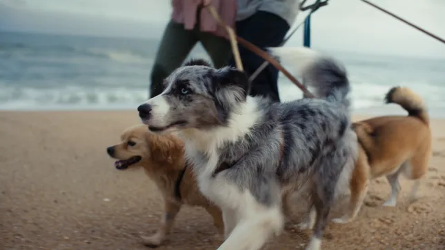 VW Tayron TVC