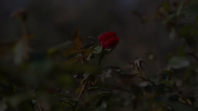 Cold Open to A Letter to My Son - Documentary