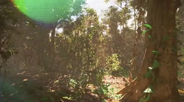Dirty Heads Event Visuals