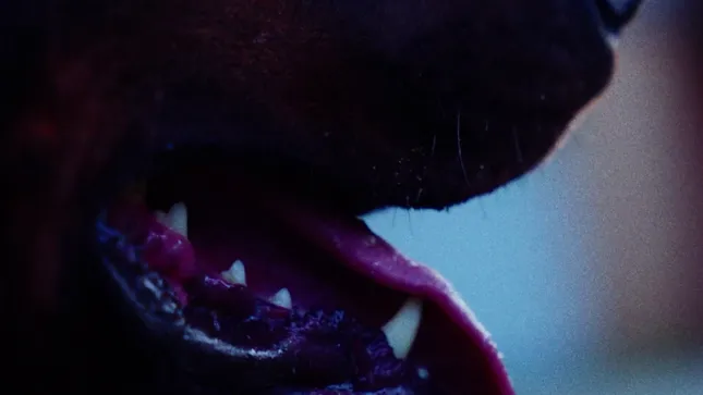 Dawgz Cloth Fashion Campaign