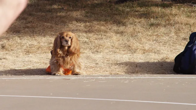 Myaderm CBD (March Madness commercial)