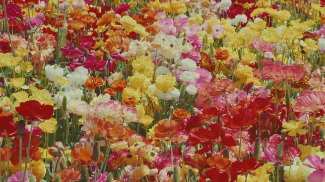 FLOWER 1 & 2