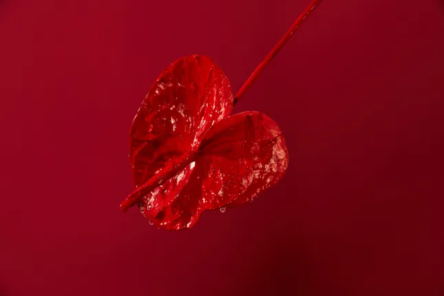 Personal Project : Wet And Red