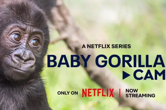 Baby Gorilla Cam