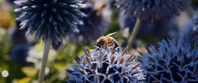 Biodynamic Agriculture: Farming in Service of Life