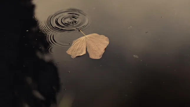 Ethan Regan — Cartilage