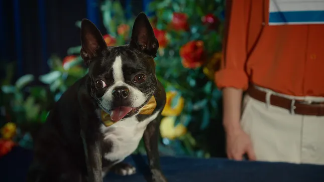 On The Menu - Pedigree