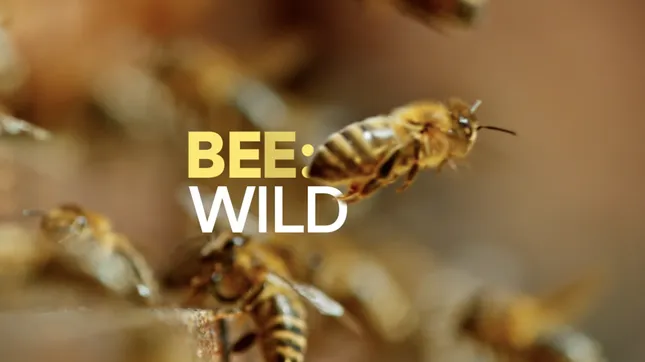 Bee: Wild (Coming Soon)