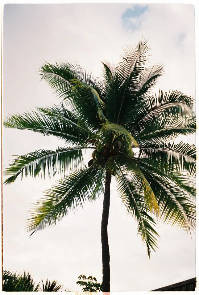 Big Island Landscapes