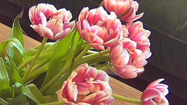 Vintage Studio Video